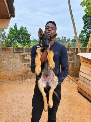 1-3 months Female Purebred German Shepherd