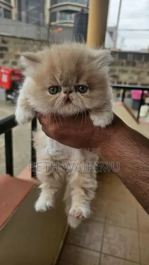 1-3 months Male Purebred Persian