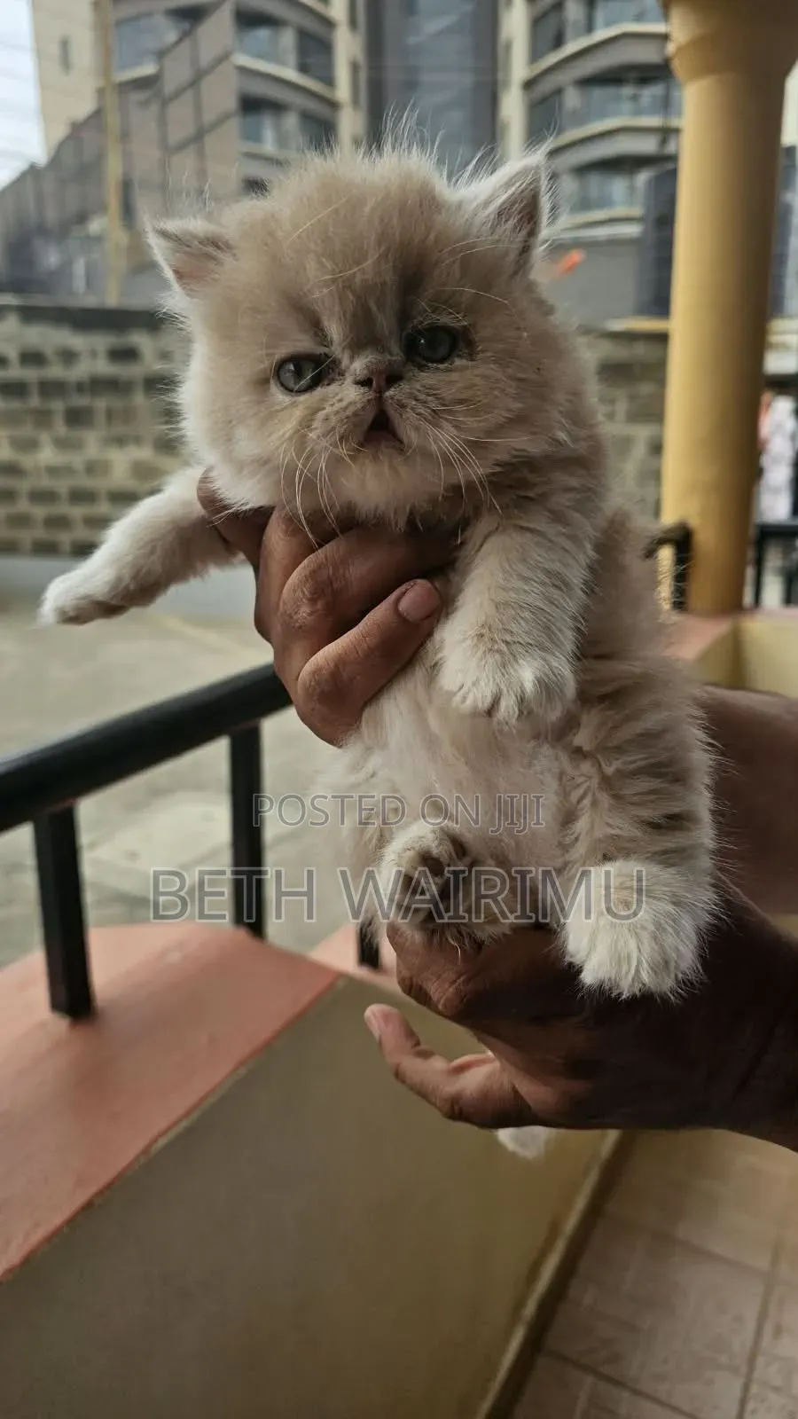1-3 months Male Purebred Persian