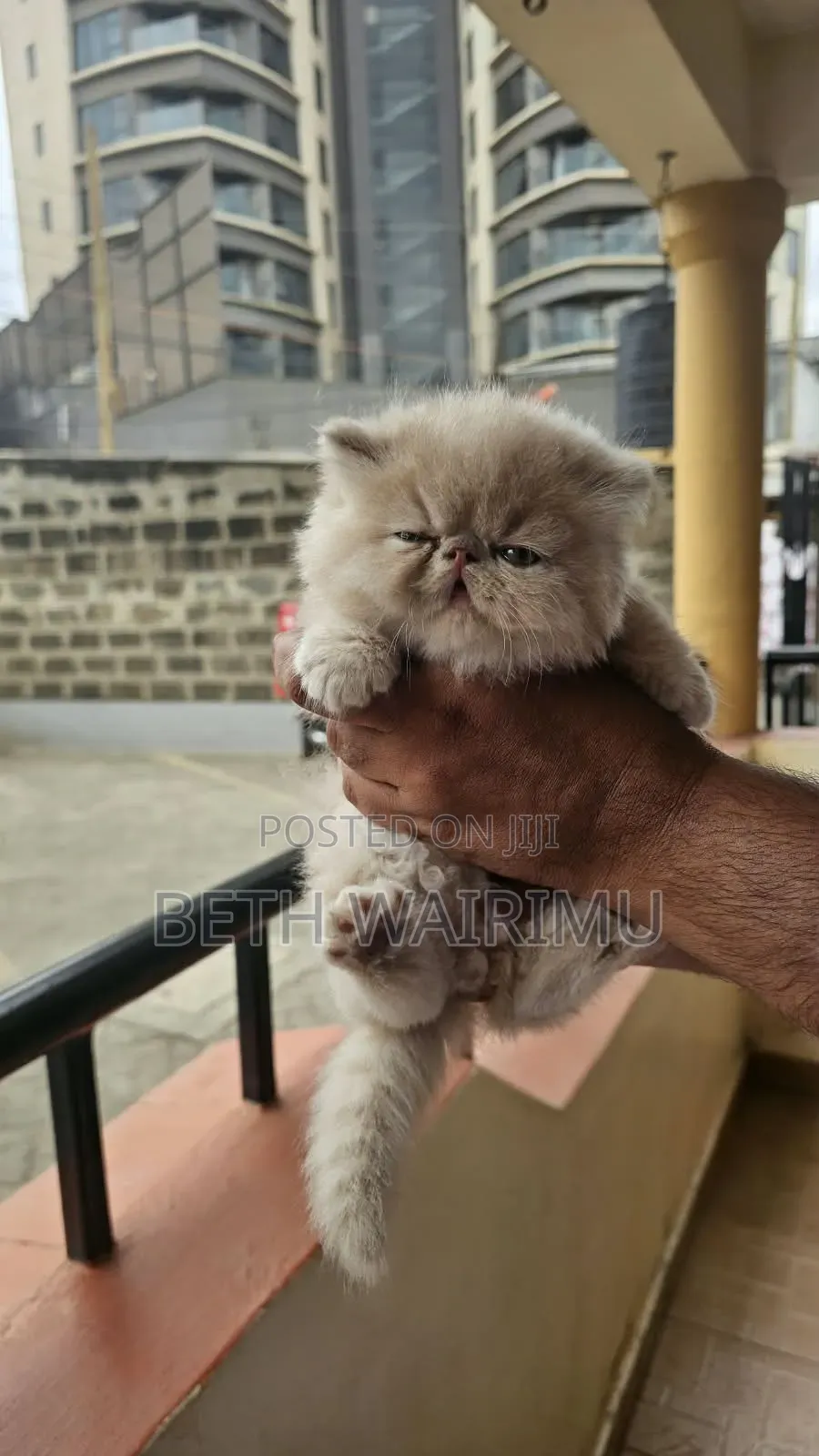1-3 months Male Purebred Persian