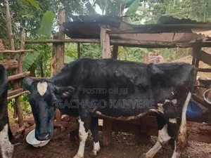 Healthy Friesian Dairy Cow for Sale_ 7Litres Daily-- KSH 75,000