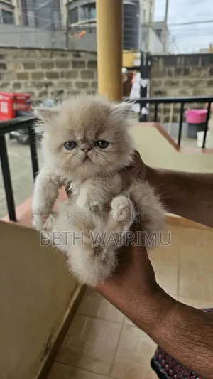1-3 months Female Purebred Persian