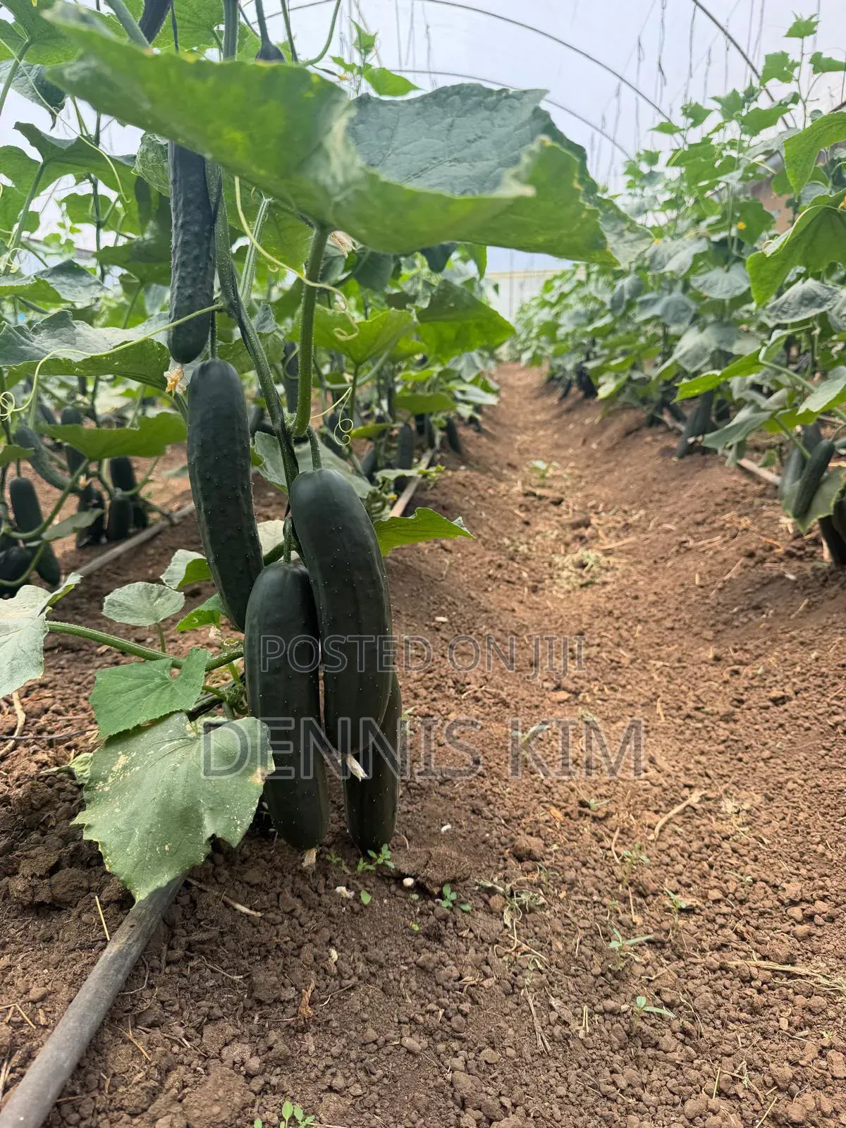 Cucumber and Avacados