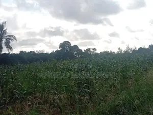 Affordable 1 Acre Farmland for Sale-Gede Watamu.