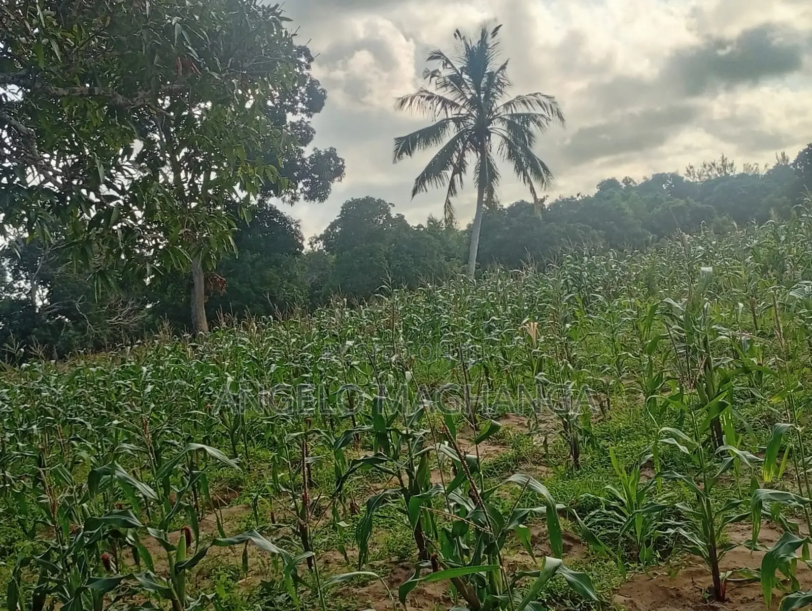 Affordable 1 Acre Farmland for Sale-Gede Watamu.