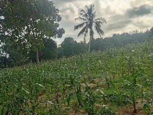 Affordable 1 Acre Farmland for Sale-Gede Watamu.