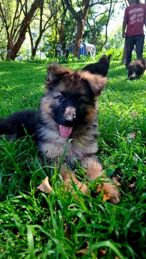 1-3 months Male Purebred German Shepherd
