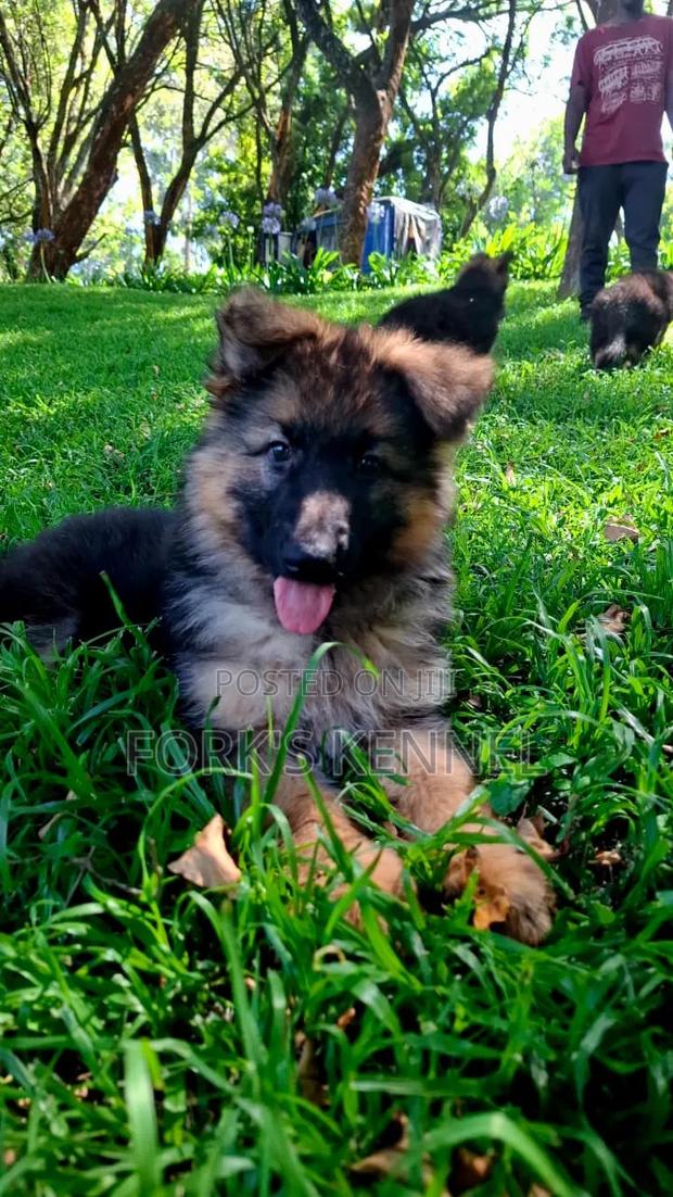 1-3 months Male Purebred German Shepherd