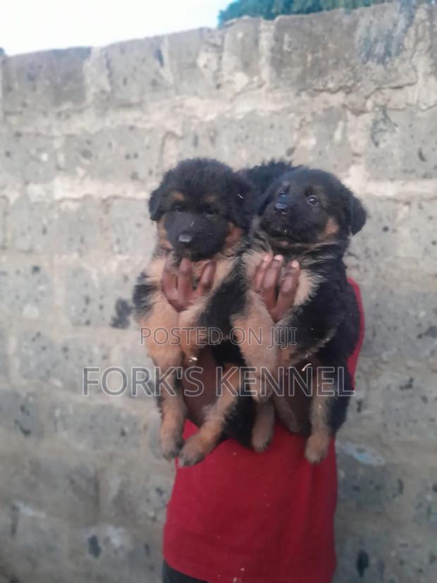 1-3 months Female Purebred German Shepherd