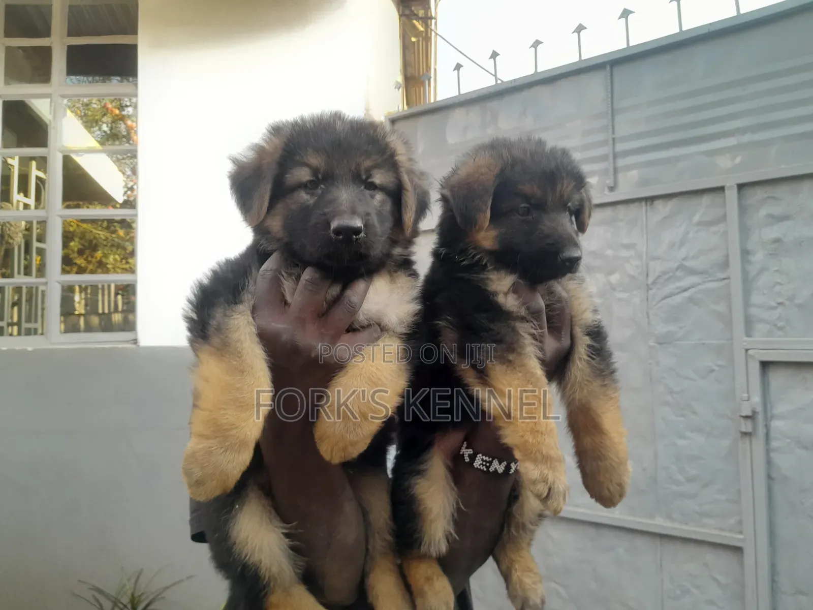 1-3 months Male Purebred German Shepherd