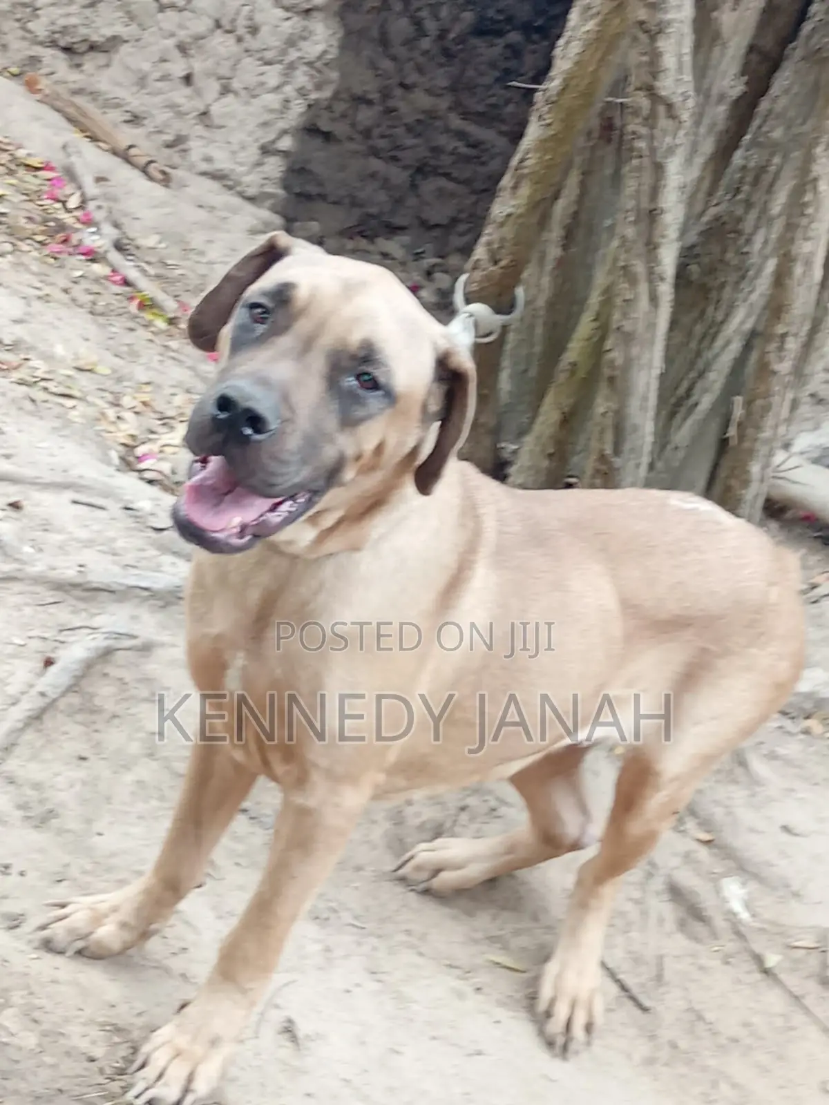 6-12 months Female Purebred Boerboel