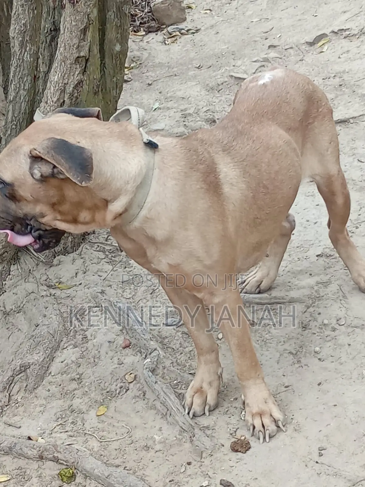 6-12 months Female Purebred Boerboel