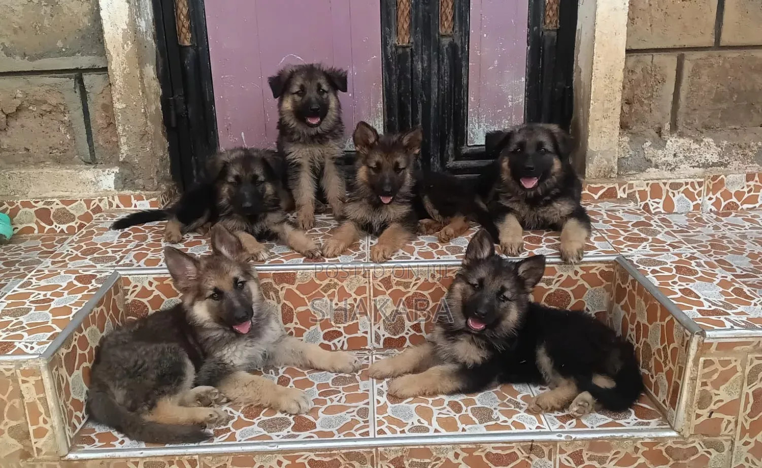 1-3 months Male Purebred German Shepherd