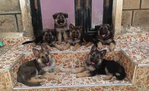 1-3 months Male Purebred German Shepherd
