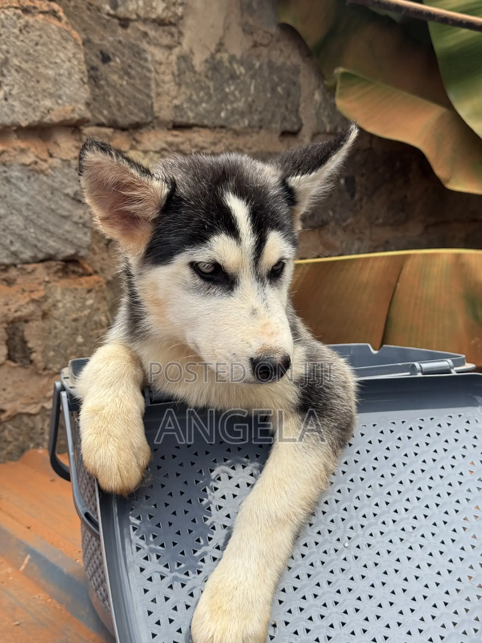 1-3 months Female Purebred Siberian Husky