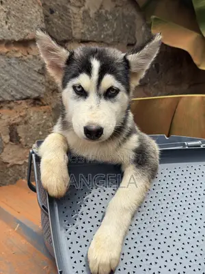 1-3 months Female Purebred Siberian Husky