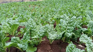 2.5acre Farming Land at Murunyu Nakuru 2.5m Each
