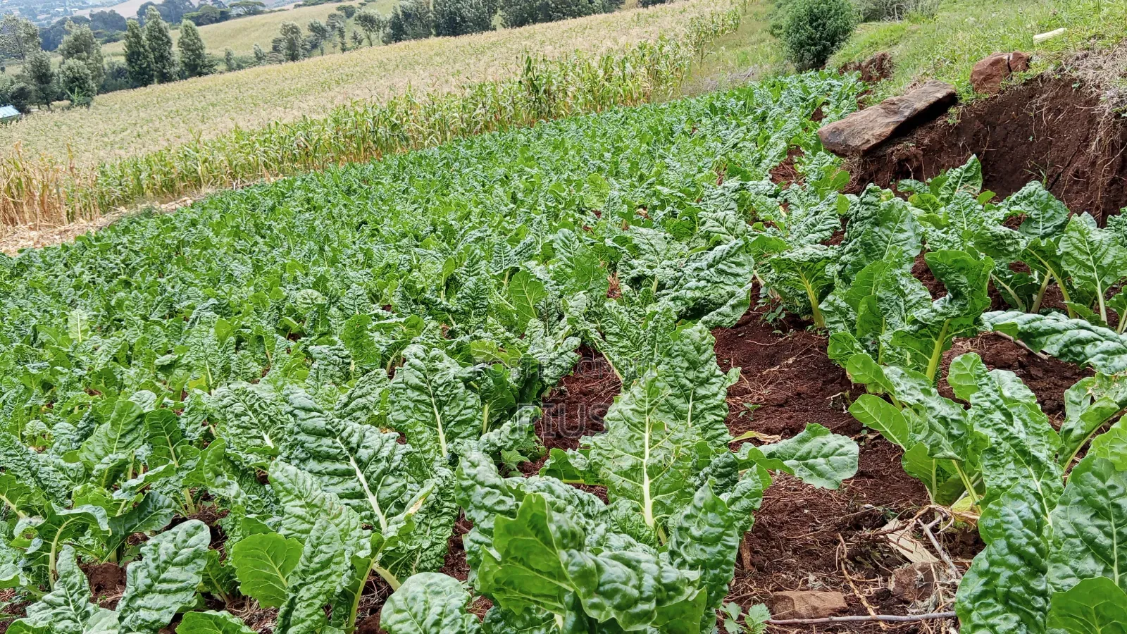 2.5acre Farming Land at Murunyu Nakuru 2.5m Each