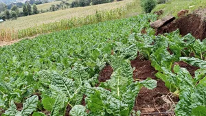 2.5acre Farming Land at Murunyu Nakuru 2.5m Each