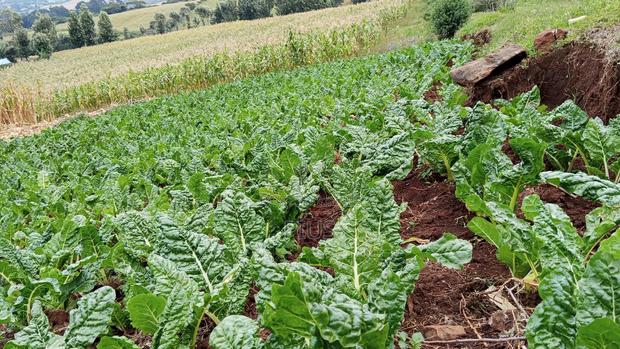 2.5acre Farming Land at Murunyu Nakuru 2.5m Each - thumbnail 2