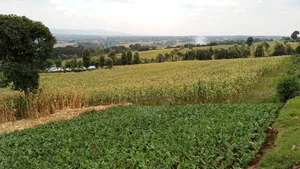 2.5acre Farming Land at Murunyu Nakuru 2.5m Each