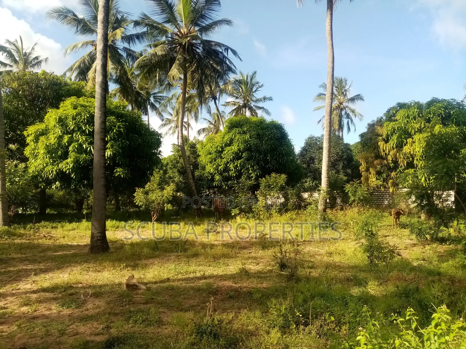 One Acre Vacant Plot for Sale in Gede Along Gede-Watamu Road