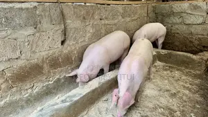 Unserved Maxgrow Duroc Gilts