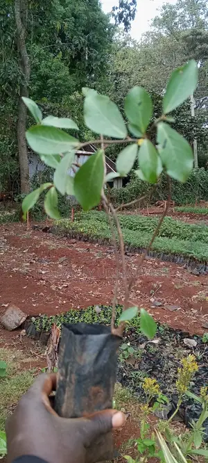 Mugumo Tree Seedling Moq 5 Seedlings.