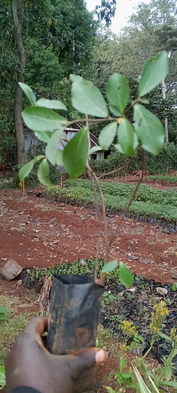 Mugumo Tree Seedling Moq 5 Seedlings.