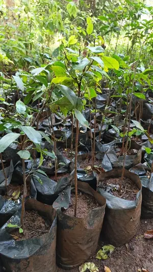 Mugumo Tree Seedling Moq 5 Seedlings.