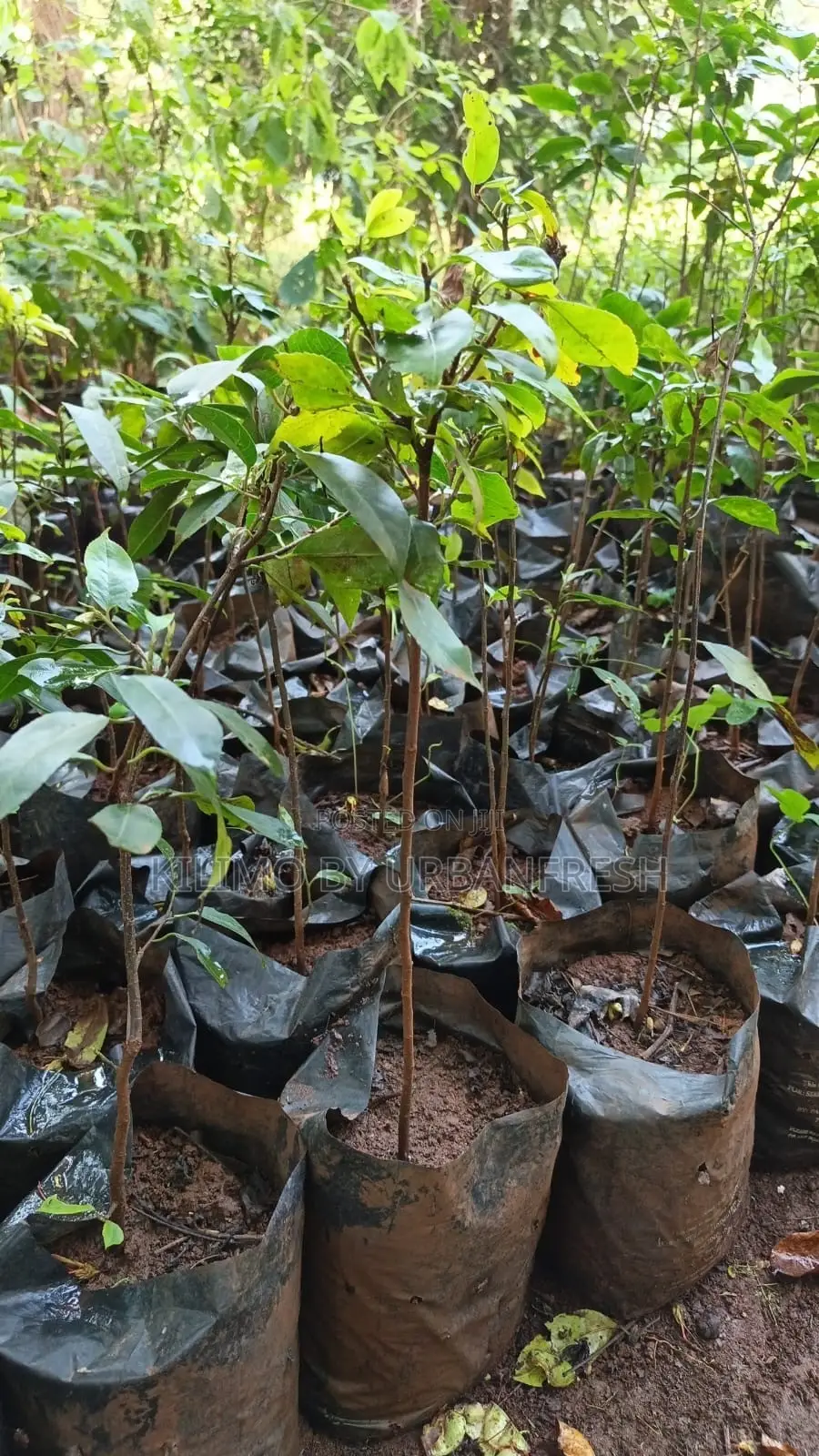 Mugumo Tree Seedling Moq 5 Seedlings.
