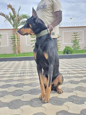 6-12 months Male Purebred Doberman Pinscher