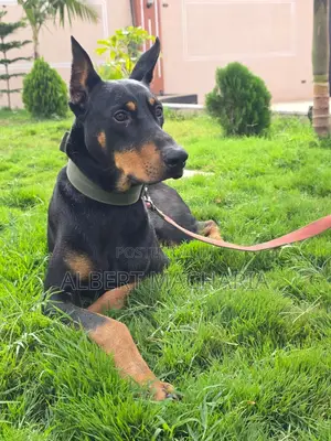 6-12 months Male Purebred Doberman Pinscher