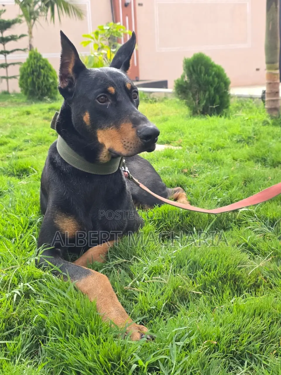 6-12 months Male Purebred Doberman Pinscher