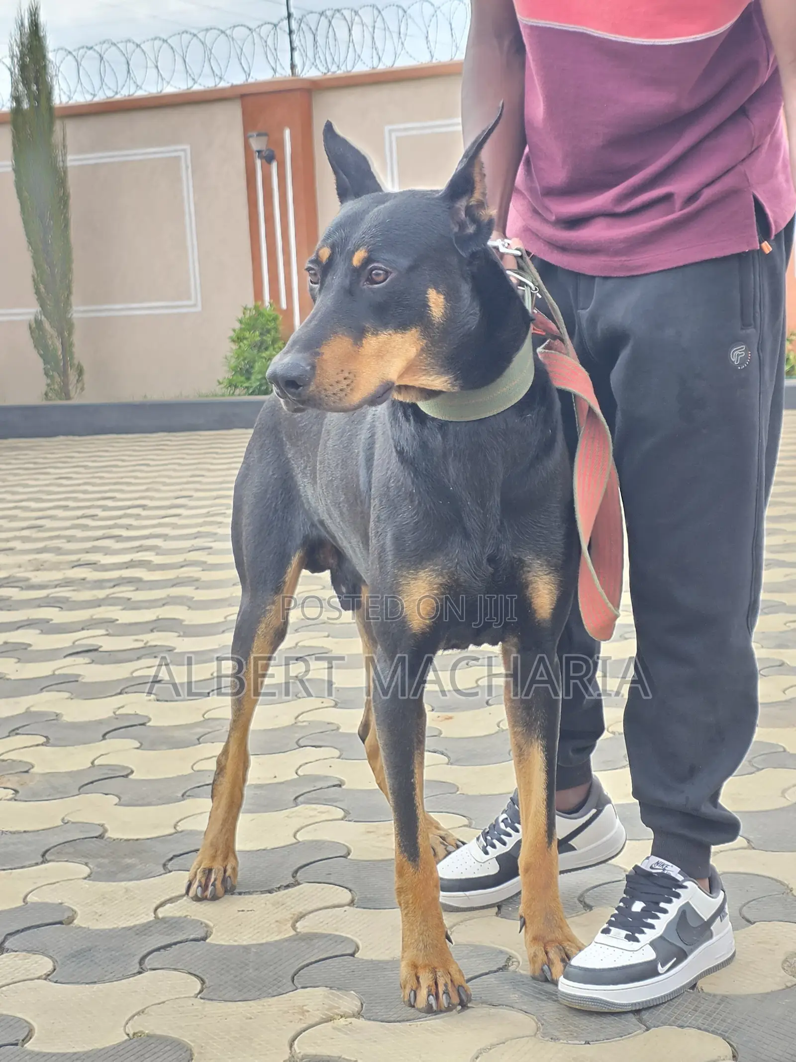 6-12 months Male Purebred Doberman Pinscher