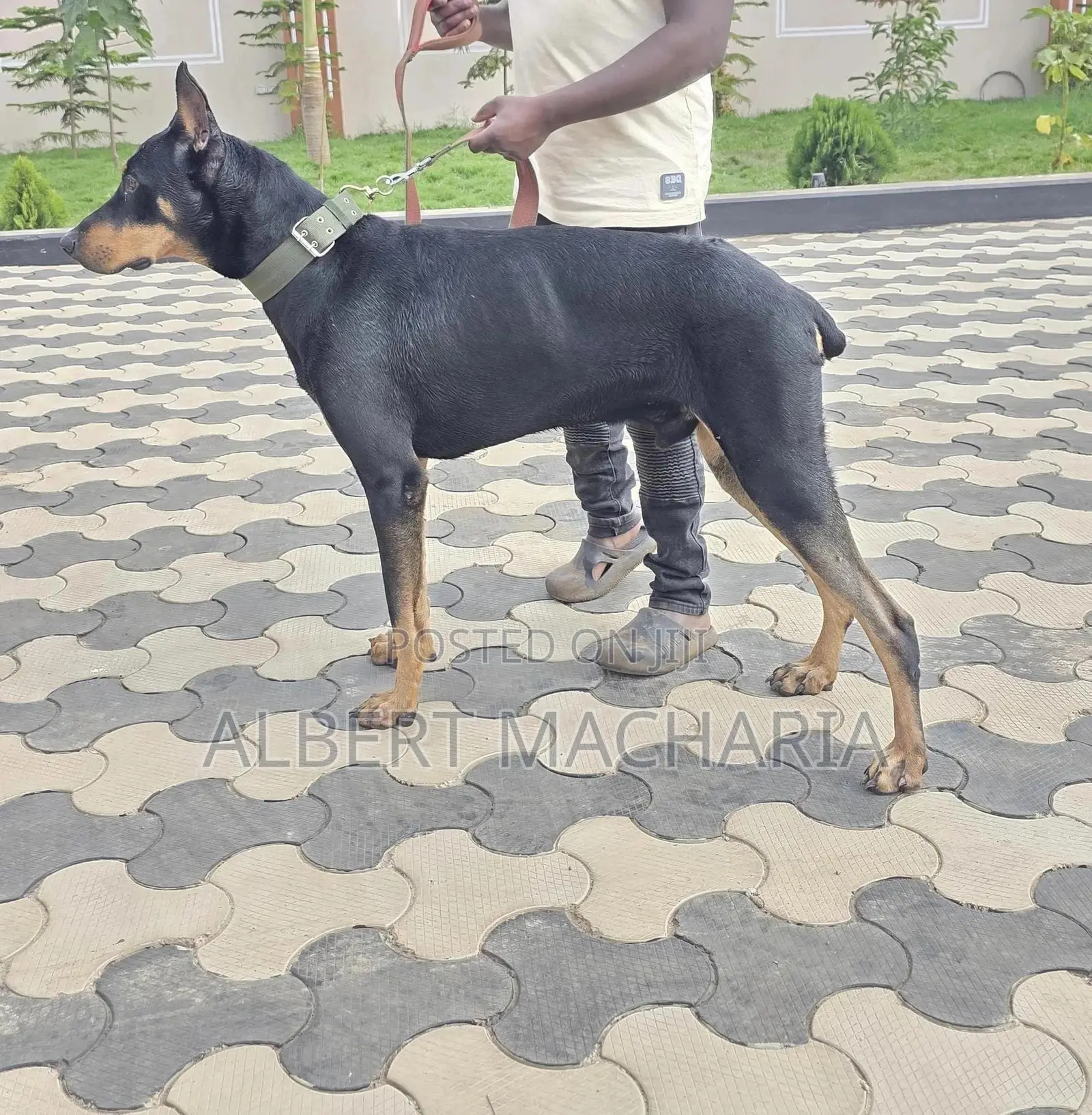 6-12 months Male Purebred Doberman Pinscher