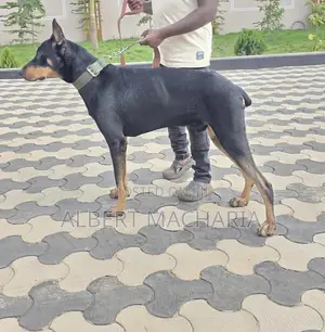 6-12 months Male Purebred Doberman Pinscher