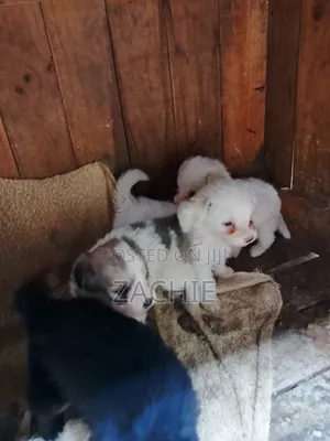 1-3 months Male Purebred Havanese