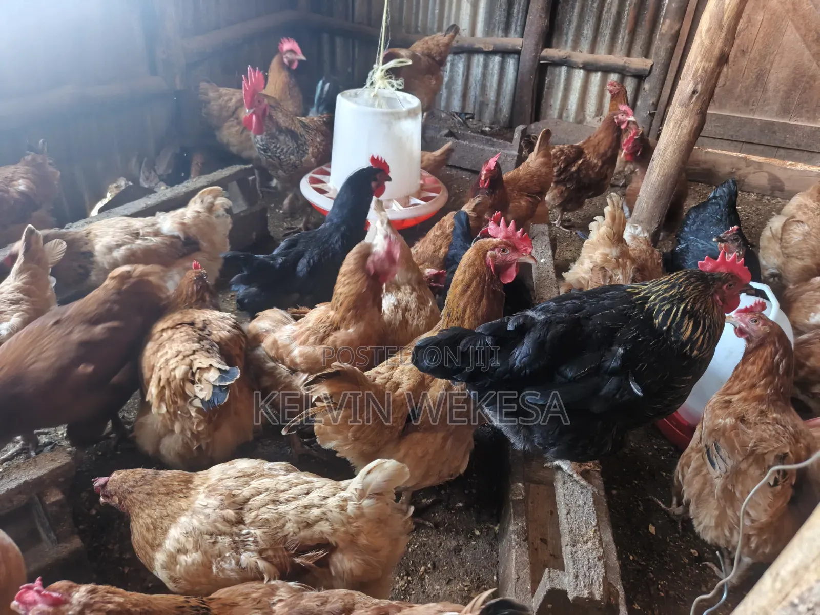Improved Kienyeji Chicken