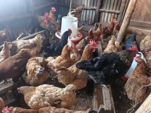 Improved Kienyeji Chicken