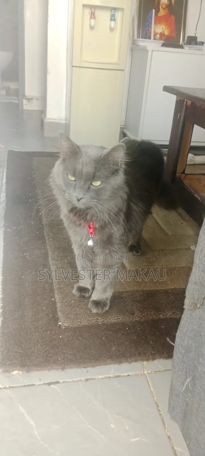 6-12 months Male Purebred Russian Blue