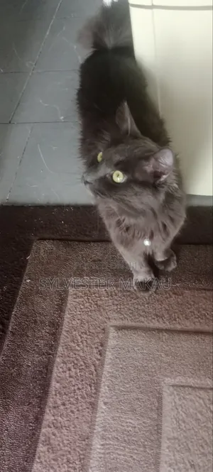 6-12 months Male Purebred Russian Blue