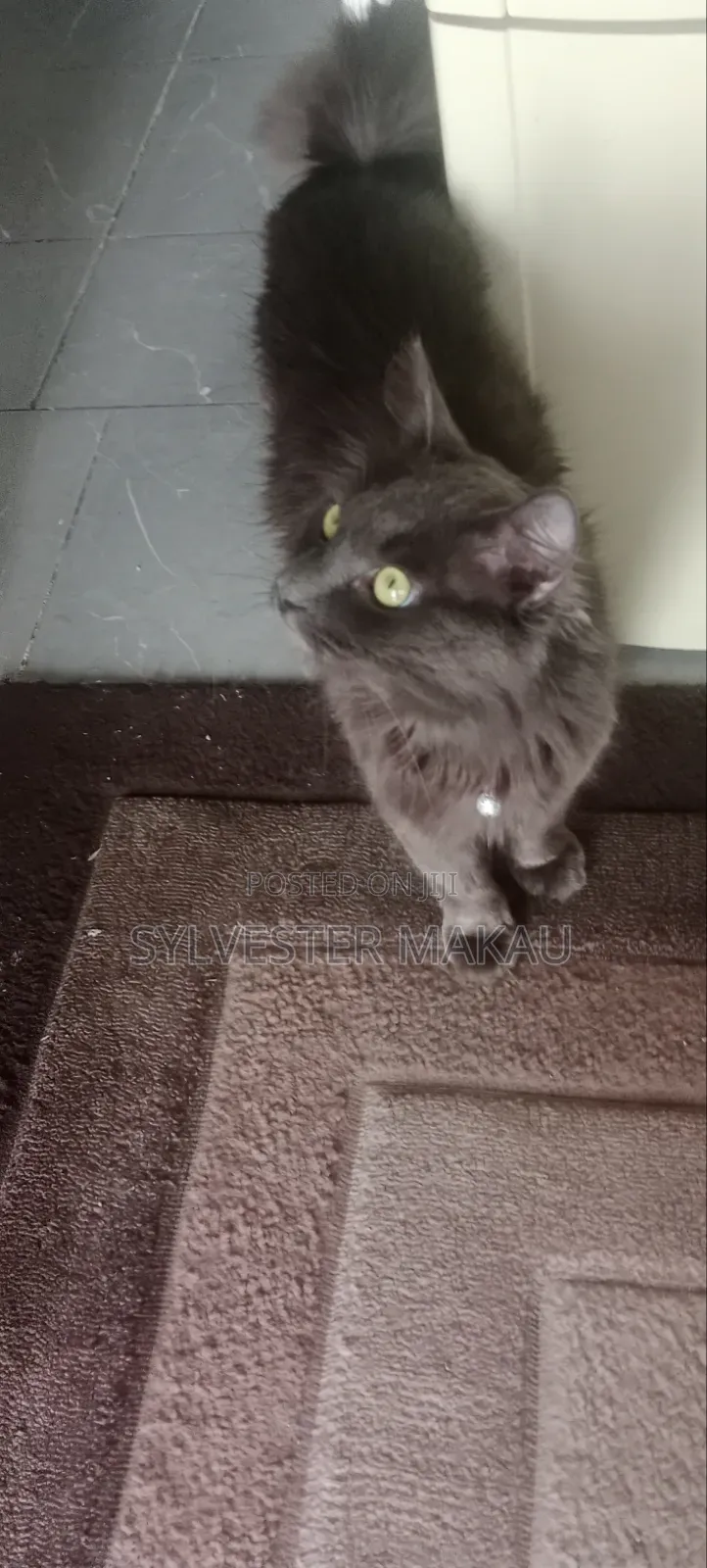 6-12 months Male Purebred Russian Blue