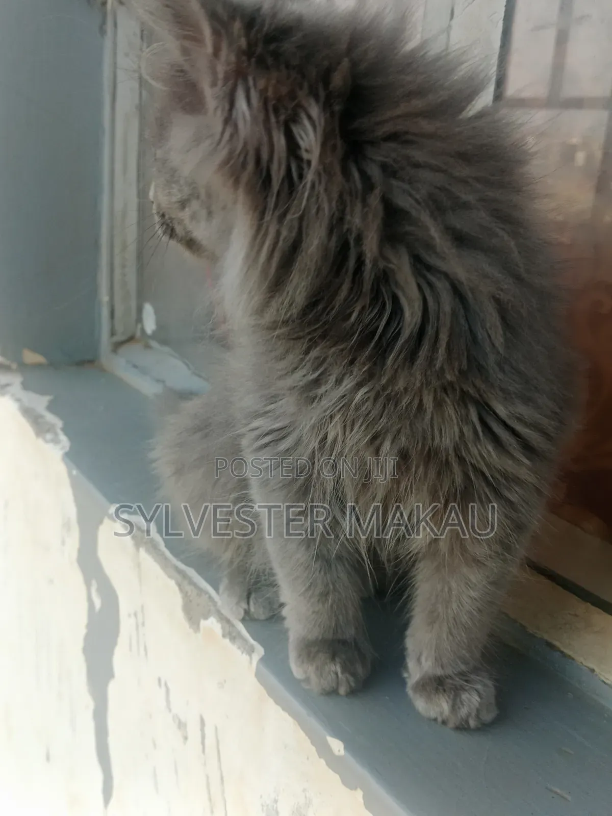 6-12 months Male Purebred Russian Blue
