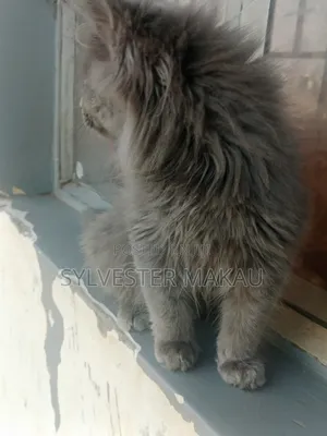 6-12 months Male Purebred Russian Blue