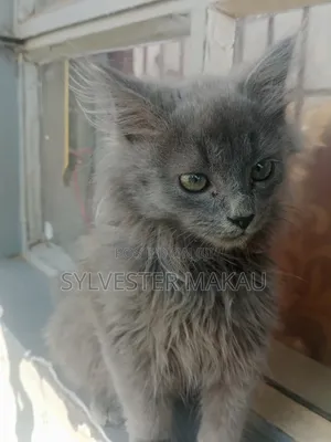 6-12 months Male Purebred Russian Blue