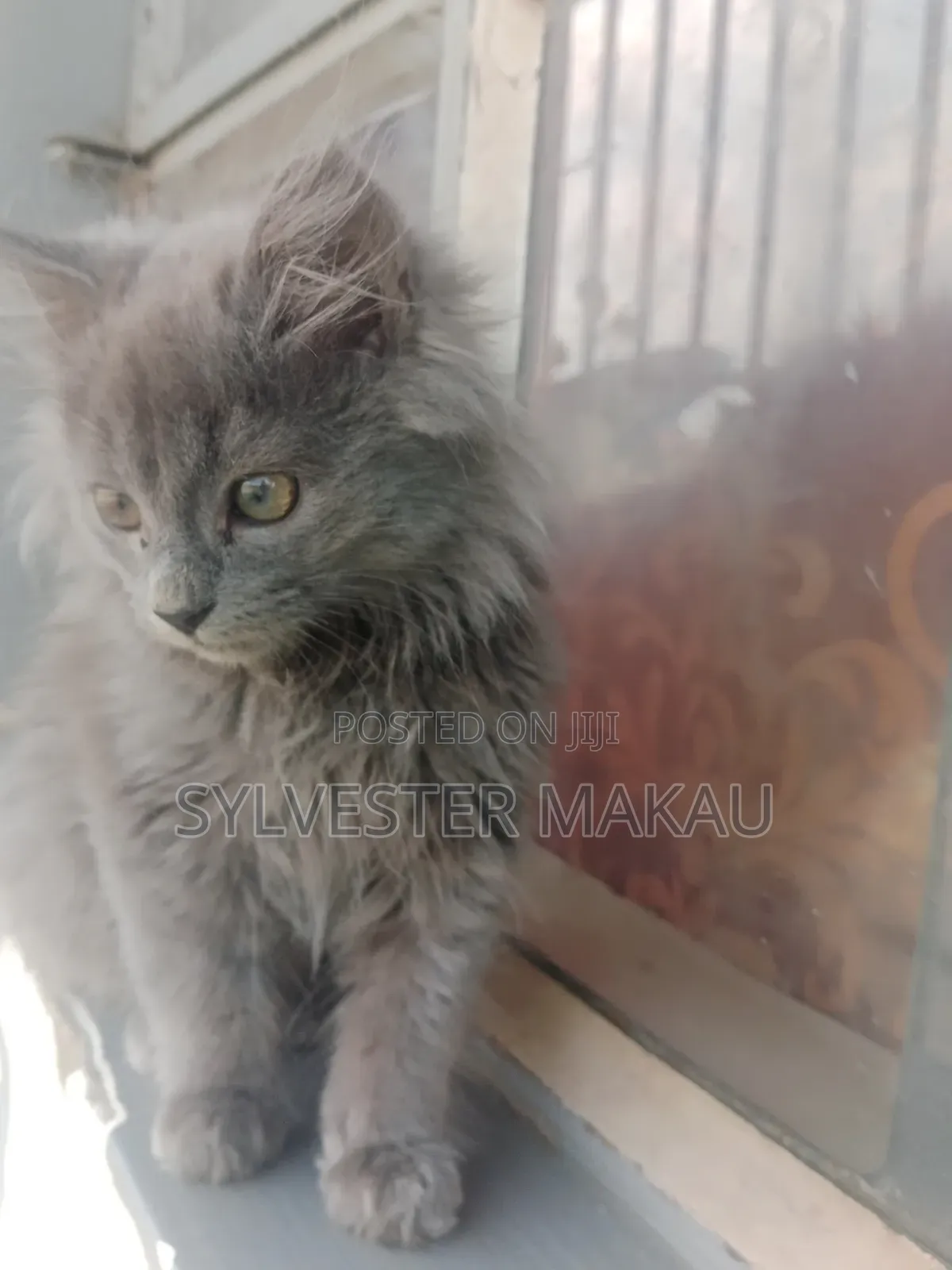 6-12 months Male Purebred Russian Blue