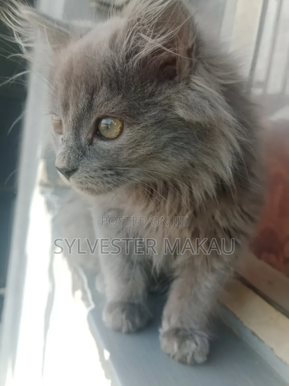 6-12 months Male Purebred Russian Blue