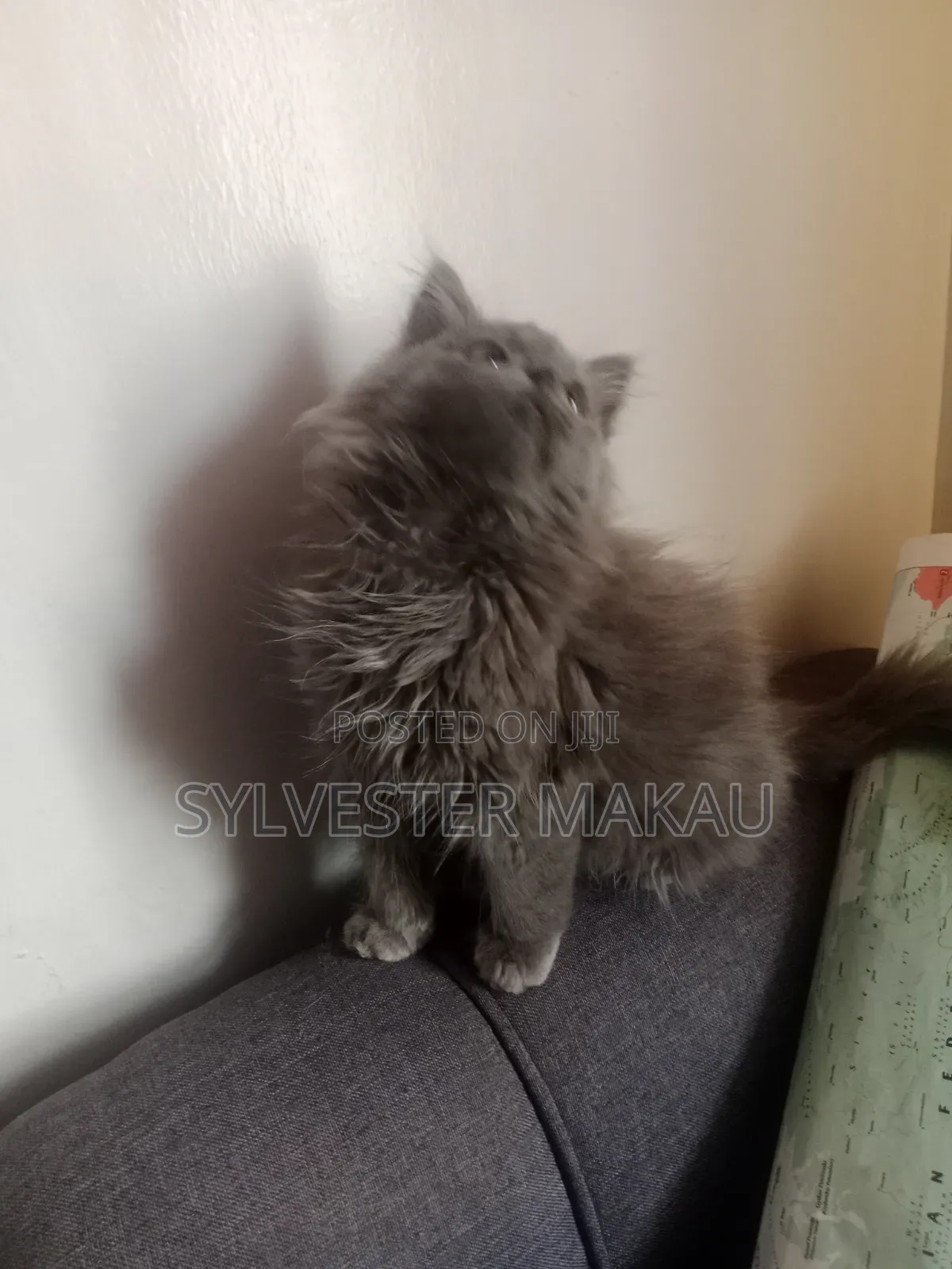 6-12 months Male Purebred Russian Blue