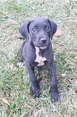 1-3 months Female Purebred Great Dane